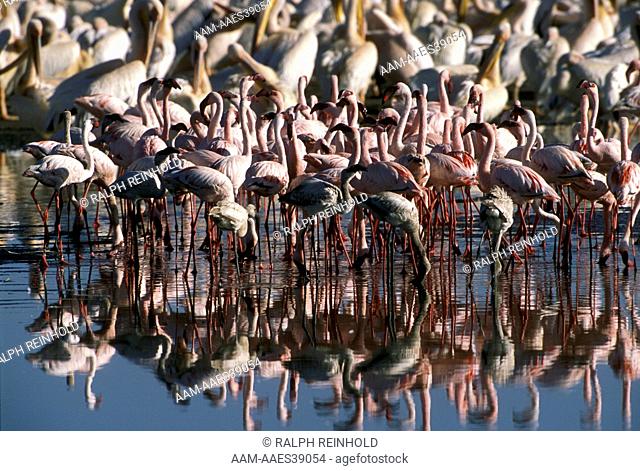 Greater & Lesser Flamingos, Lake Nakuru, Kenya
