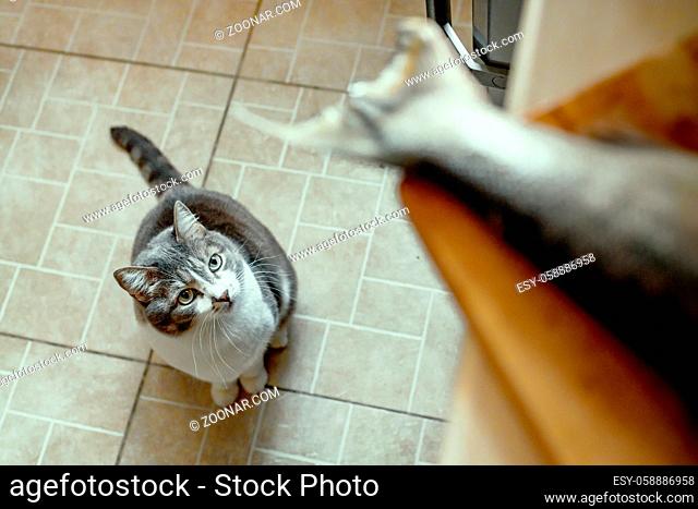 A hungry cat obediently waits for food and looks at the fish's tail on the cutting Board. Look from the bottom up. A pet waiting for a treat in the kitchen