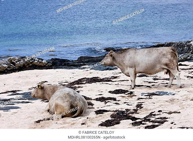 Vaches sur une plage autour de Mannin Bay