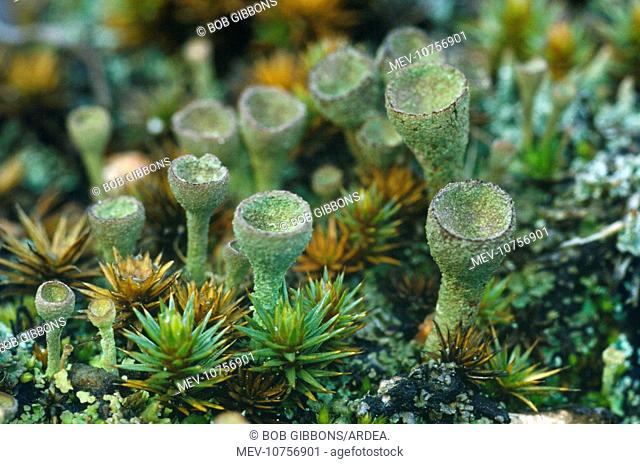 Common Cup Lichen / Pixy Cup Lichen (Cladonia pyxidata)