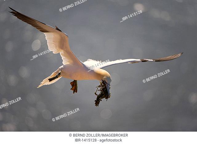 Northern Gannet (Sula bassana), flying with nesting material, seaweed, North Sea, Heligoland, Schleswig-Holstein Germany, Europe