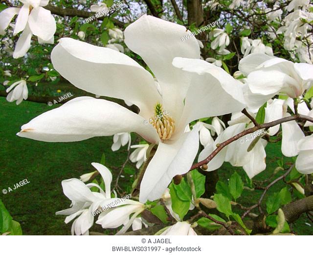 Kobus Magnolia Magnolia kobus, flower