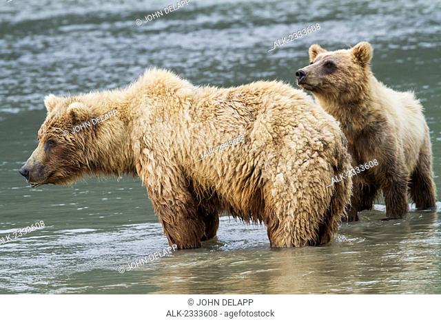 Bears stand in the middle of Horn River looking for fish in Lake Clark National Park and Preserve, Alaska, at a bear camp operated by Great Alaska located on...