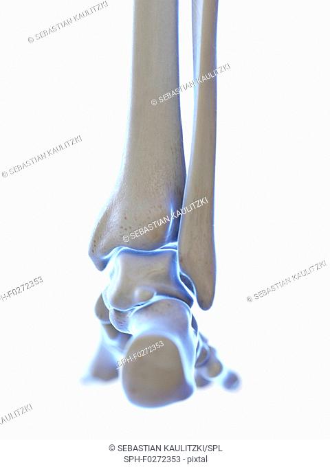 Ankle joint, illustration