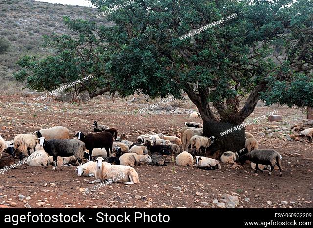 Schafe , Olivenbaum, schafherde, tier, tiere, nutztier, nutztiere, baum, landschaft, kreta, griechenland