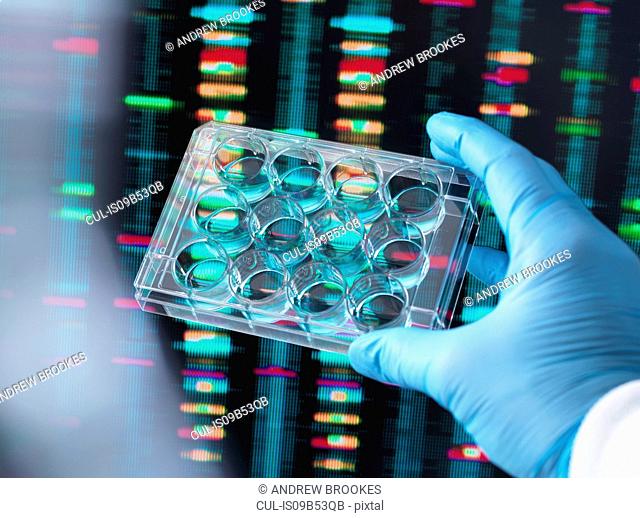 DNA Research, Scientist holding up a multi well plate containing DNA samples with results on the computer screen