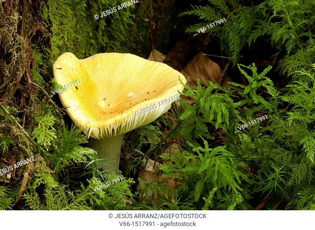 Common Yellow Russula (Russula ochroleuca)