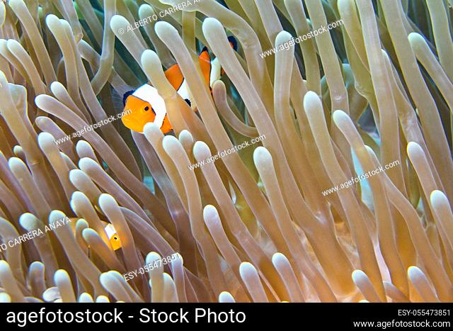 Western Clownfish, Amphiprion ocellaris, Clownfish, Anemonefish, Damselfish, Lembeh, North Sulawesi, Indonesia, Asia