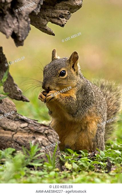 Eastern Fox Squirrel, Sciurus niger in Texas eating