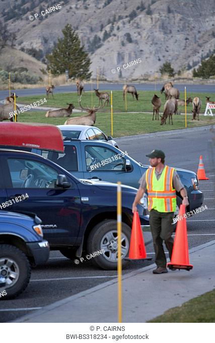 wapiti, elk (Cervus elaphus canadensis, Cervus canadensis), herd grazing on lawn next parking cars, USA, Wyoming, Yellowstone National Park, Mammoth Hot Springs