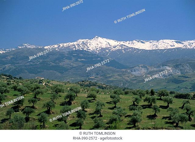 Olive groves with snow-capped Sierra Nevada beyond, near Granada, Andalucia Andalusia, Spain, Europe