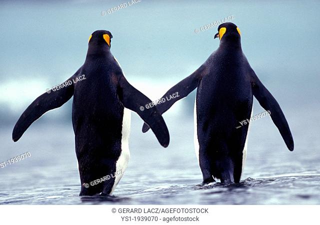 King Penguin, aptenodytes patagonica, Adults walking on Beach, Colony in Salisbury Plain, South Georgia
