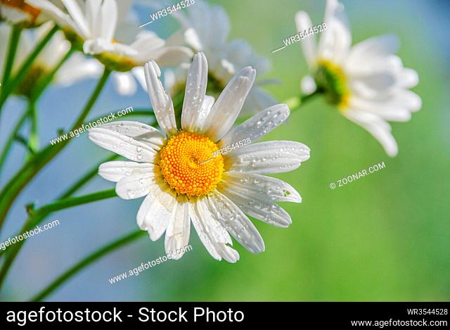 Chamomile flowers, covered with water drops, against the background of blue sky