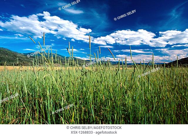 Tall Grass in hay field, Strawberry Park near Steamboat Springs, CO, USA