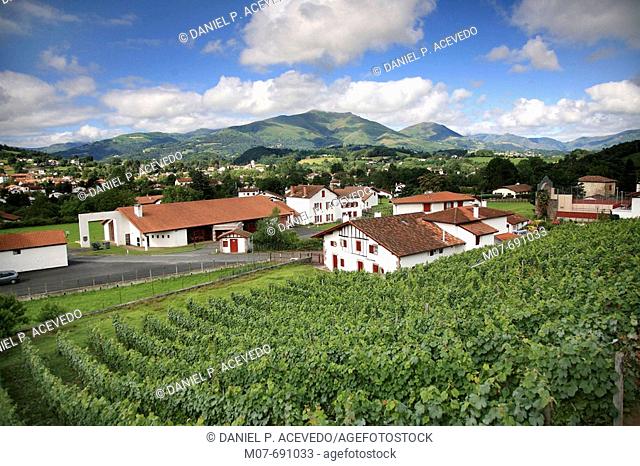 Vineyard of Izpura and Saint Jean Pied de Port, France