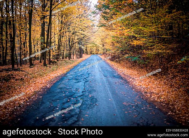 Beautiful autumn forest with road. Useful as backgroud