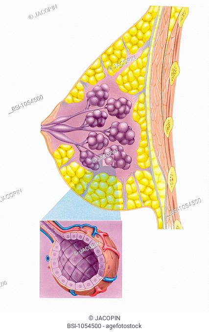 The breast is a gland which lies over the pectoral muscles pink structures on the right.The glandular tissue is composed of lobules purple clusters which...