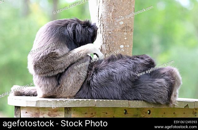 Funny monkeys and apes Stock Photos and Images | agefotostock
