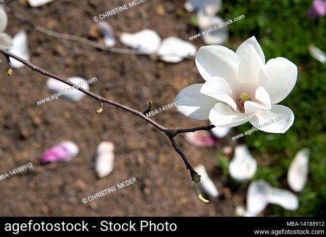 Magnolia, blossoms, spring