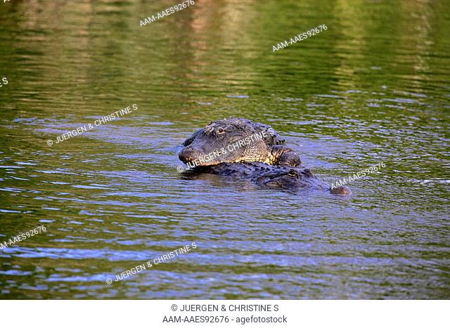 American Alligator (Alligator mississipiensis) adult mating in water, Florida, USA