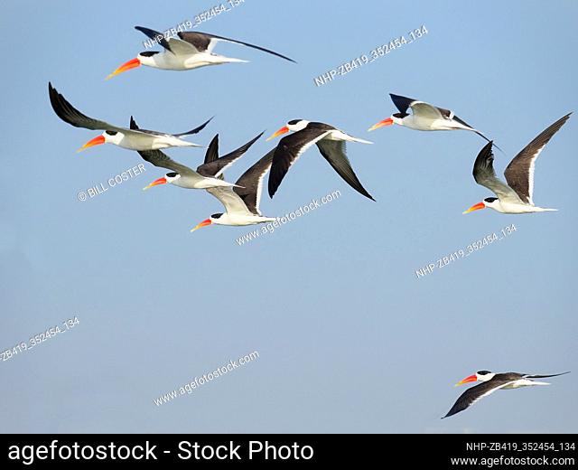 Indian Skimmer - flock in flight Rynchops albicollis Rajasthan, India BI032019