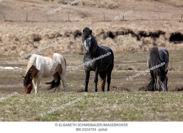 Icelandic horses, West Fjords, Iceland, Europe