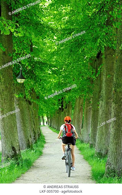 Female cyclist passing lime tree alley, Altmuehltal cycle trail, Altmuehltal natural park, Altmuehltal, Bavaria, Germany