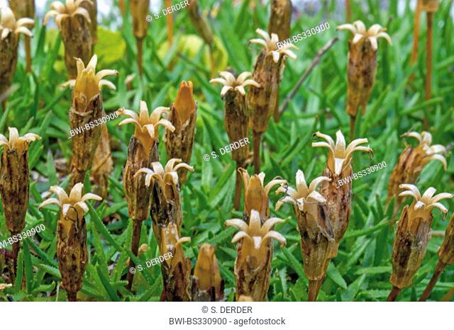 spring gentian (Gentiana verna), fruiting, Italy, South Tyrol, Dolomites