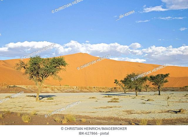 Trees between dunes in the Namib desert, Deadvlei, Namibia, Africa