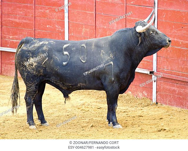 powerful bull with big horns Spanish bullfight. Matador in Madrid bullring