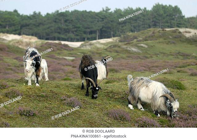 Goat Capra domesticus - Landerummerheide, Terschelling, Skylge, Wadden islands, Frisia, The Netherlands, Holland, Europe