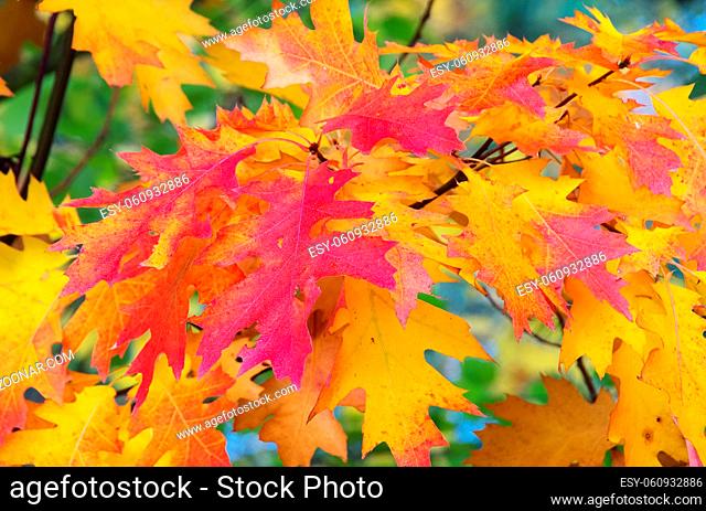 Eichenlaub - Oak leaf cluster 12