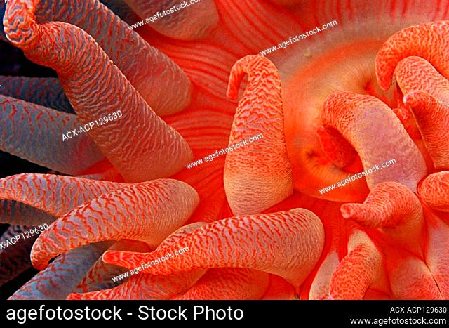 Crimson anemone, tentacles (Cribrinopsis fernaldi), Race Rocks, Victoria area, BC