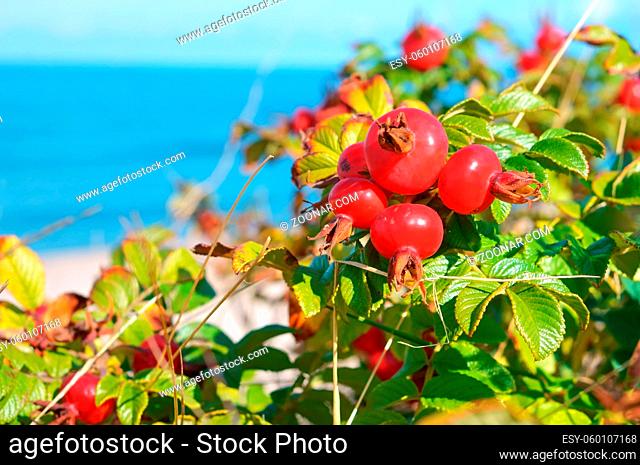 ripe red rose hips, the round bushes of wild rose of the sea