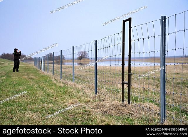 31 January 2022, Brandenburg, Schwedt/Ot Criewen: A narrow metal culvert is built into the protective fence against wild boars near the dike in the Lower Oder...