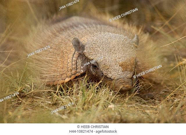 Larger Hairy Armadilla, Chaetophractus villosus, Reserva Natural Turistica, reserve, Punta Norte, Peninsula Valdes, Pu