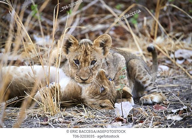 Two African lion cubs playing (Panthera leo) South Luangwa National Park, Zambia