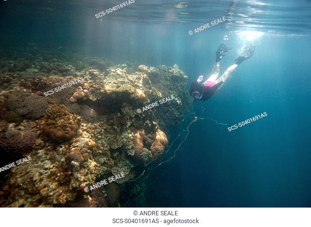 Snorkeller observes diverse coral reef, Rock Islands, Palau, Micronesia rr