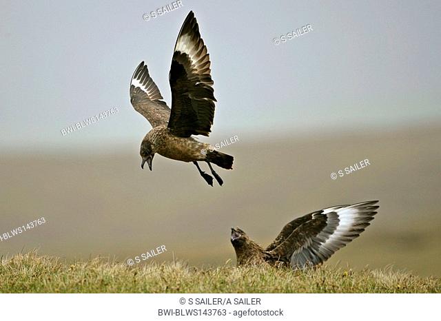 great skua Stercorarius skua, one bird sitting on moorland defending it's nesting place against another one in flight, United Kingdom, Scotland