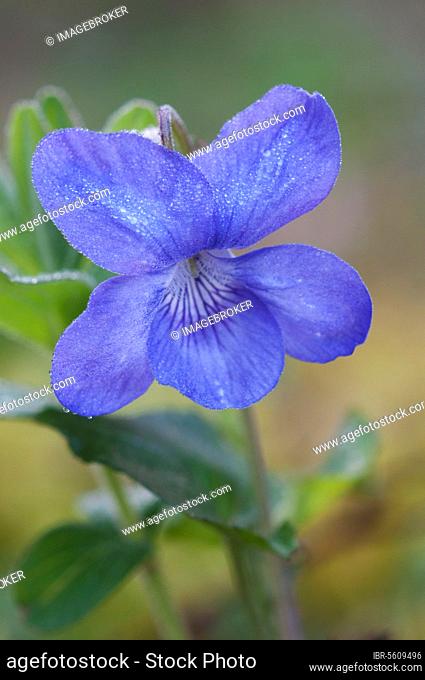 Common Dog Violet (Viola riviniana) close-up of dew covered flower, Kent, England, United Kingdom, Europe