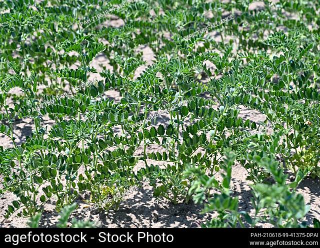 17 June 2021, Brandenburg, Trebbin: Chickpea plants of the Cicerone variety grow in a field belonging to Agragenossenschaft Trebbin e.G
