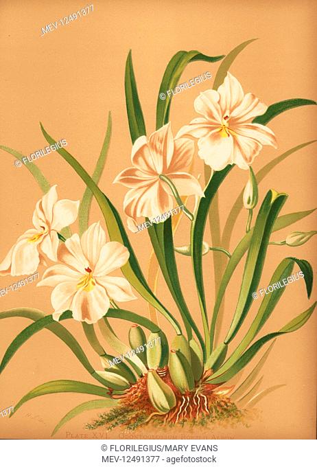 Pansy orchid, Miltoniopsis roezlii (Odontoglossum roezlii album). Chromolithograph by Hatch Company after a botanical illustration by Harriet Stewart Miner from...