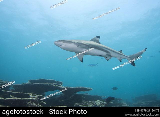 Blacktip Reef Shark, Carcharhinus melanopterus, Swimming over a reef, Maldives, Indian Ocean, K. Lankanfinolhu, North Atoll, North Male