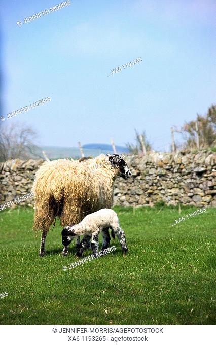 A sheep and her lamb in a grassy field with a dry-stone wall behind them