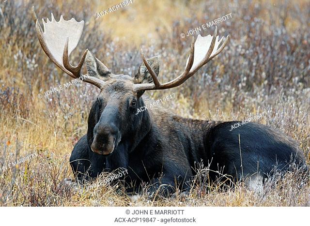 Bull moose Alces alces lying in field, Alberta, Canada