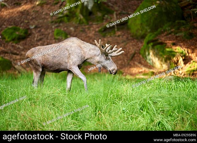 European moose, Alces alces alces, bull, forest edge, sideways, run