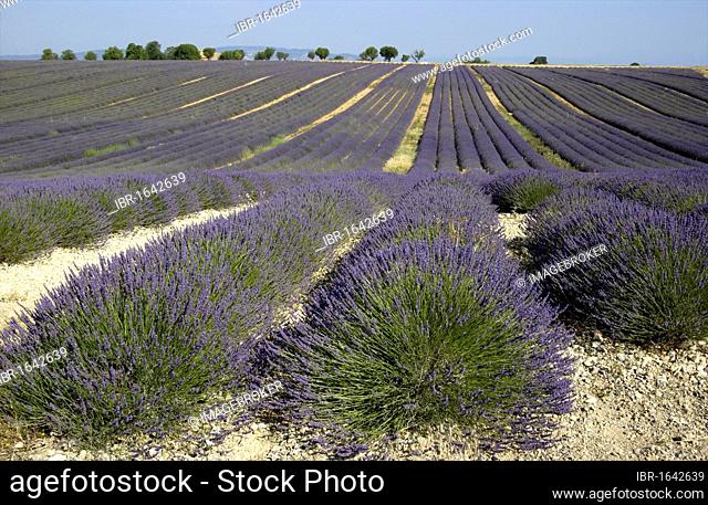 Field of lavender, Plateau of Valensole, Provence, France, Europe