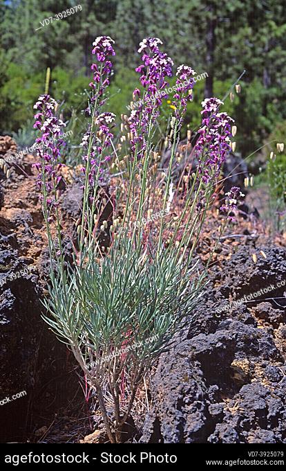 Alheli del Teide (Erysimum scoparium) is a shrub endemic to Canadas del Teide National Park, Tenerife, Canary Islands, Spain