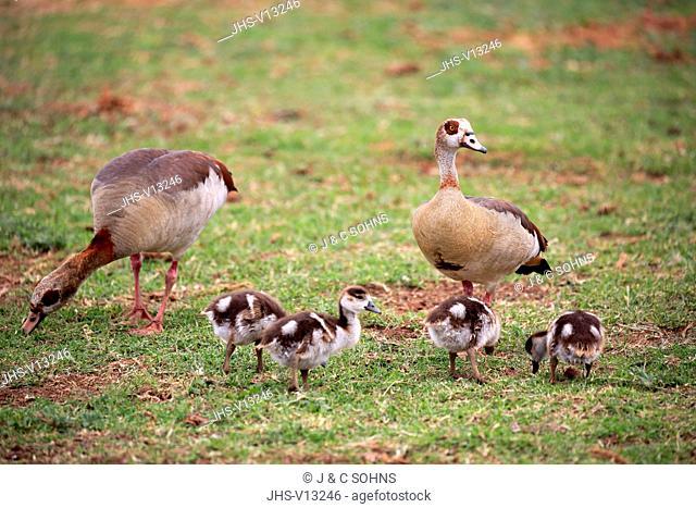 Egyptian Goose, (Alopochen aegyptiacus), adults with youngs foraging, alert, Addo Elephant Nationalpark, Eastern Cape, South Africa, Africa