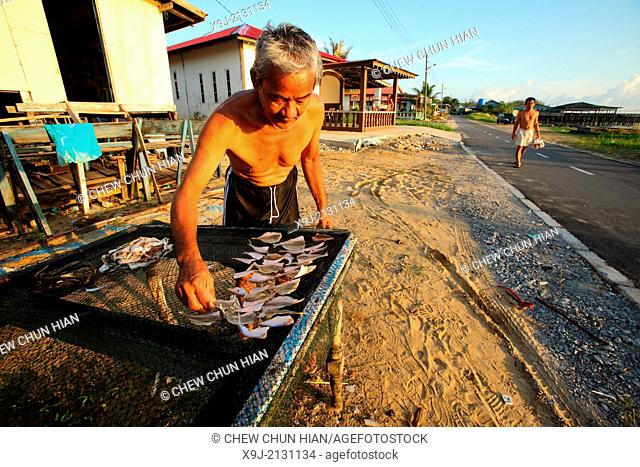 A man places fishes on the fence for sun drying, sarawak, malaysia, borneo